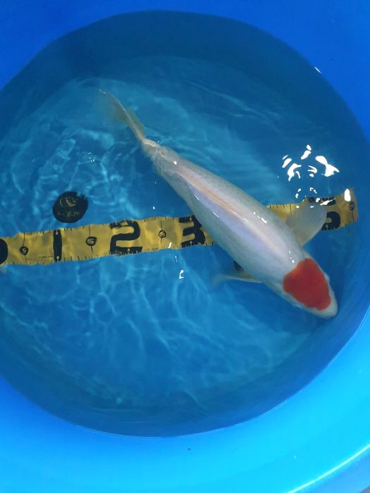 Carpa Koi Tancho 45cm