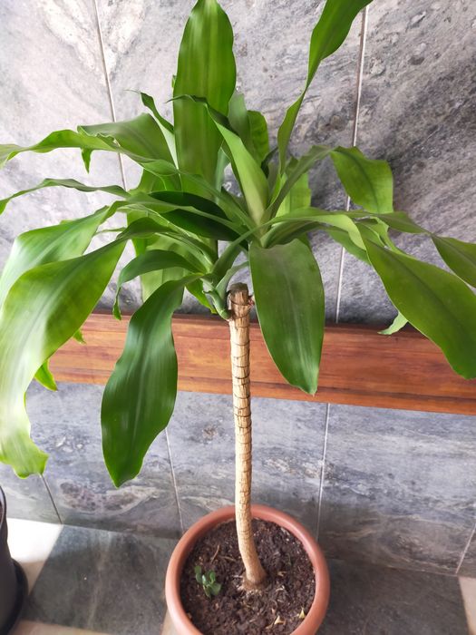 Planta dracaena fragrans / pau d'água  com vaso