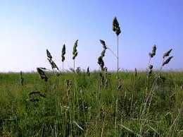 Kupkówka pospolita, nasiona paszowe. WYSYŁKA GRATIS