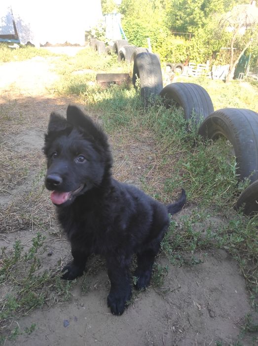 Щенки немецкой черной овчарки.