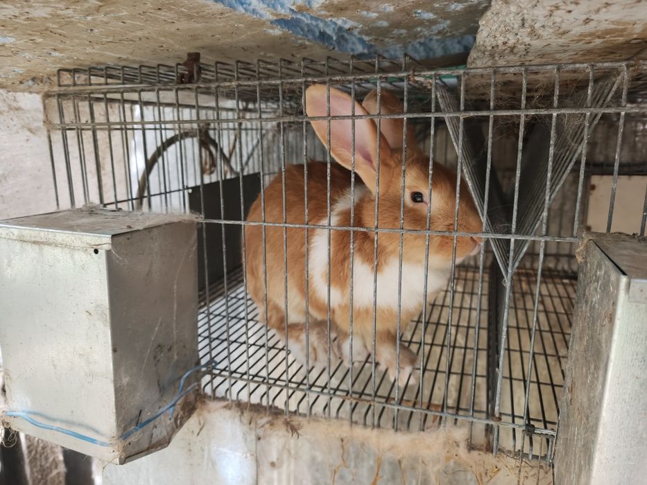 Vendo coelhos novos