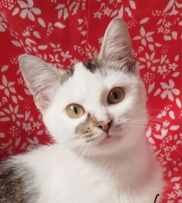 Котенок 4мес кішечка біла кошеня котята кошечка белая с табби светлая