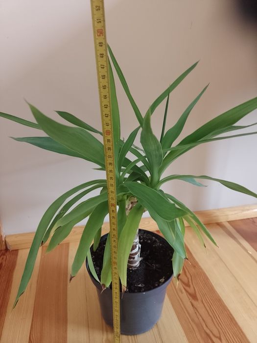 Juka kwiat doniczkowy