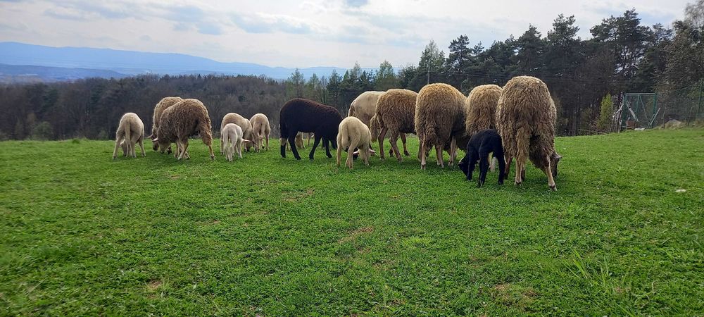 sprzedam owce, jagnieta i tryka