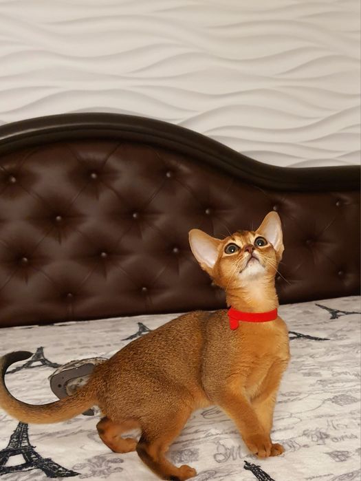 Яркая абиссинская девочка)