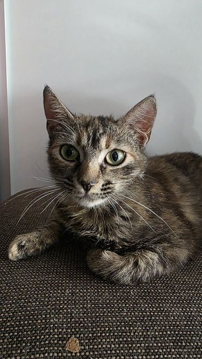 Rosie chaty szuka