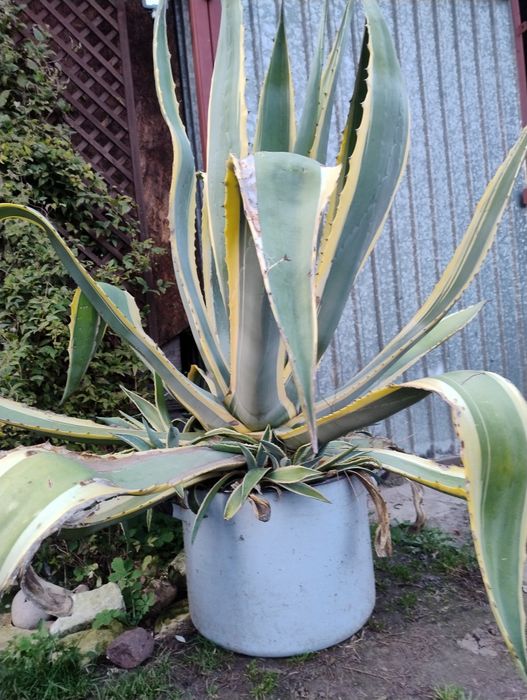 Agawa olbrzym w paski sprzedam