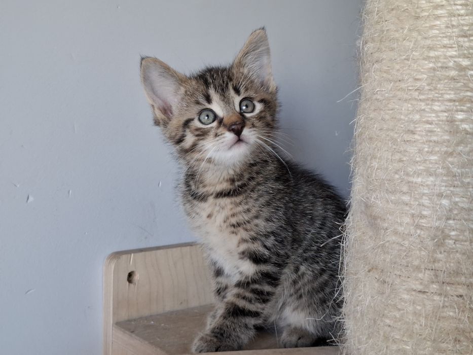 Parys i Przemo szukają wspólnego domu! Bure maluchy do adopcji!