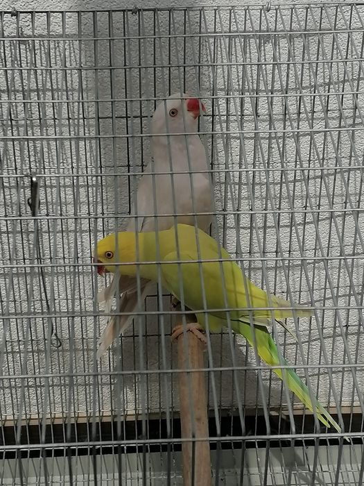Pássaro ringneck