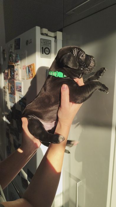 Amstaff  American staffordshire terier Amstaff suka pies