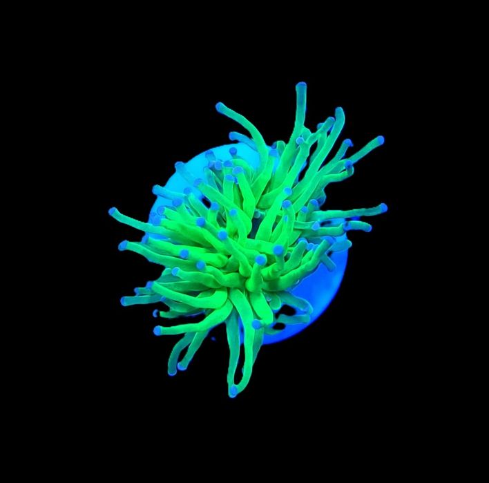 Euphyllia glabrescens - Blueberry