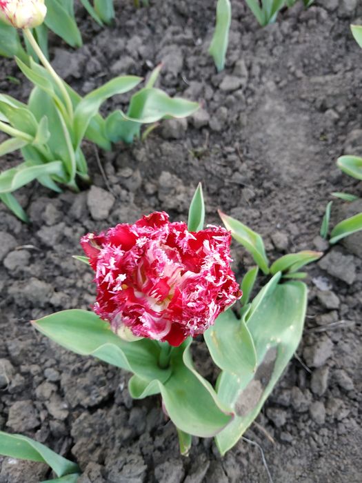 Тюльпани цибулини гофровані