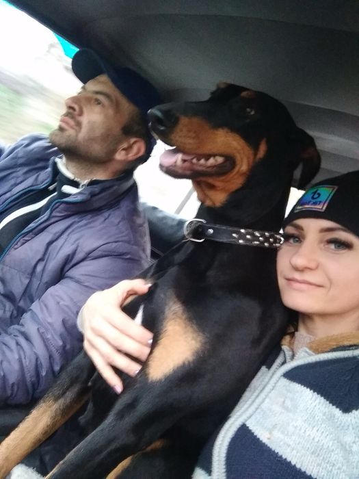 Добермани Чистокровні