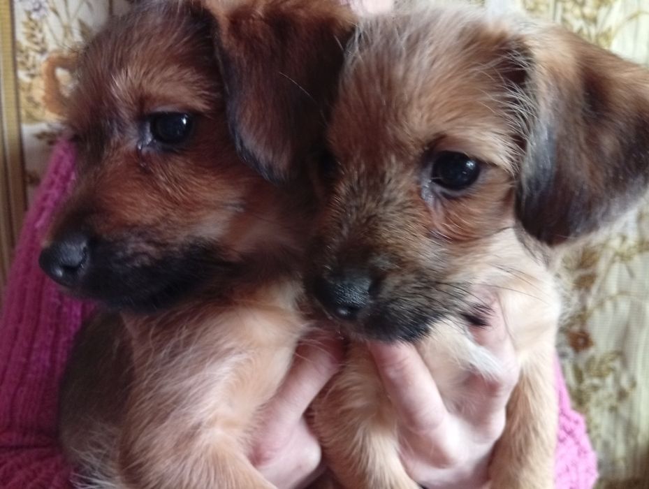 Віддам Маленьких цуценят