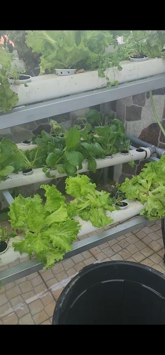 Vendo horta hidroponica