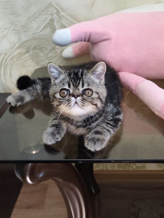 Хлопчик екзотичний