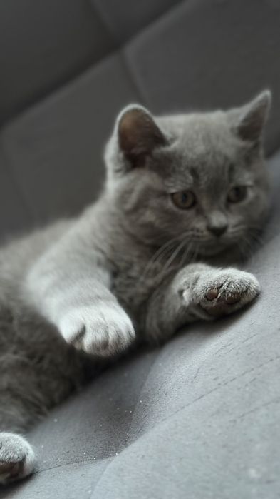 Британські чистокровні котята