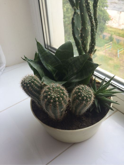 Сансевиерия