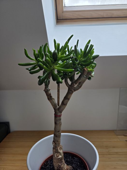 Formowana Crassula ovala odm. Hobbit