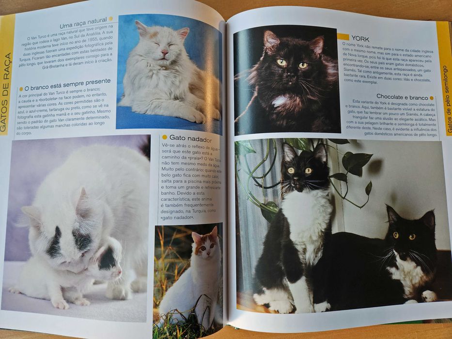 Gatos Caçadores elegantes com patas de veludo