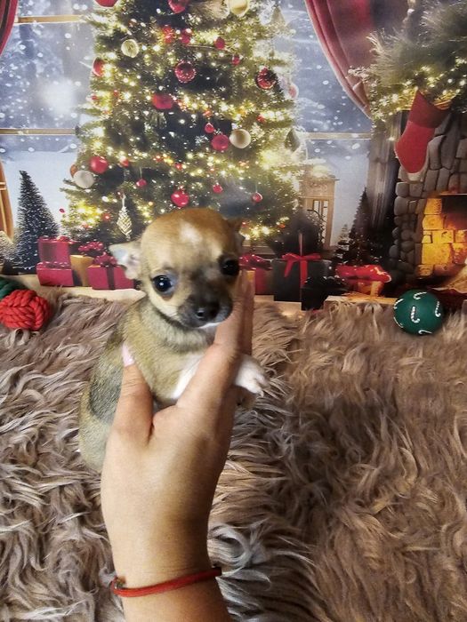 Chihuahua tricolor piesek xs