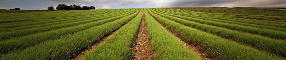 Продам фермерське господарство з ПДВ, ТОВ без ПДВ м.Миколаїв, м.Одеса