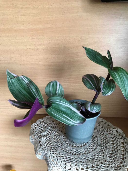 Минск транссексуалды жезөкшелері