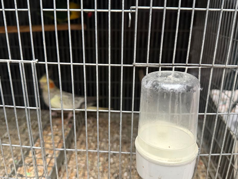 Vendo vários pássaros