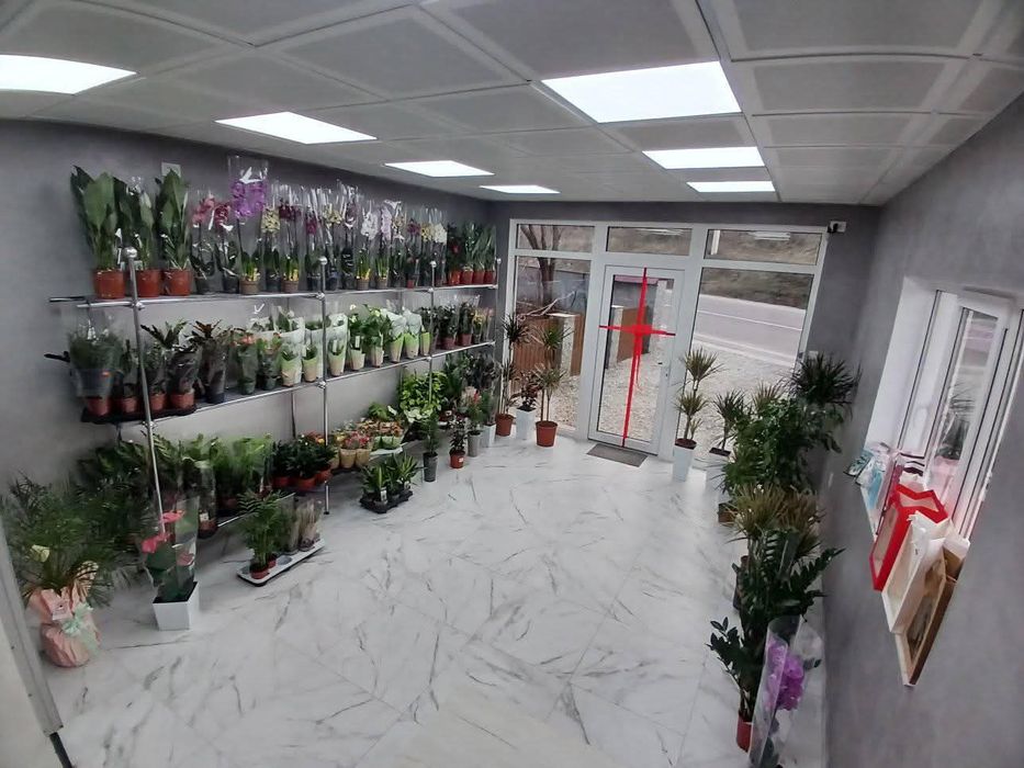 Великий вибір горшкових квітів с.Вільхівка центральна 48