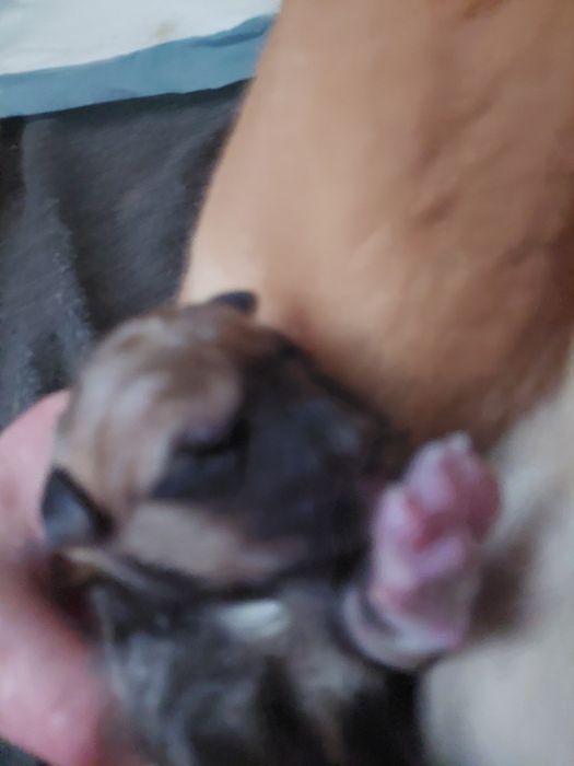 Продам  шарпей помість