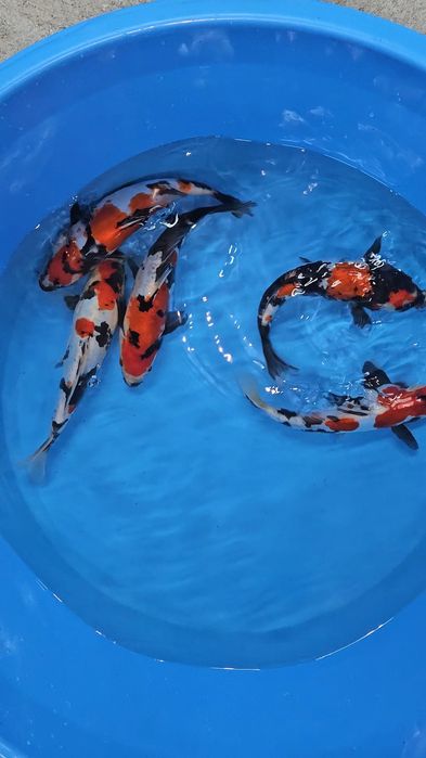 Carpas Koi - Doitsu Showa