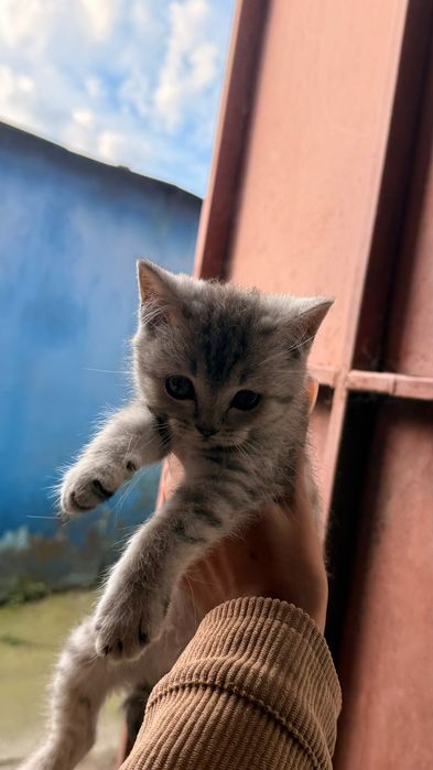 Милі шотландські кошенята: хлопчик та дівчинка, привчені до лотка.