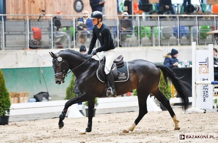 Sprzedam Ogierka skokowego po Cascado