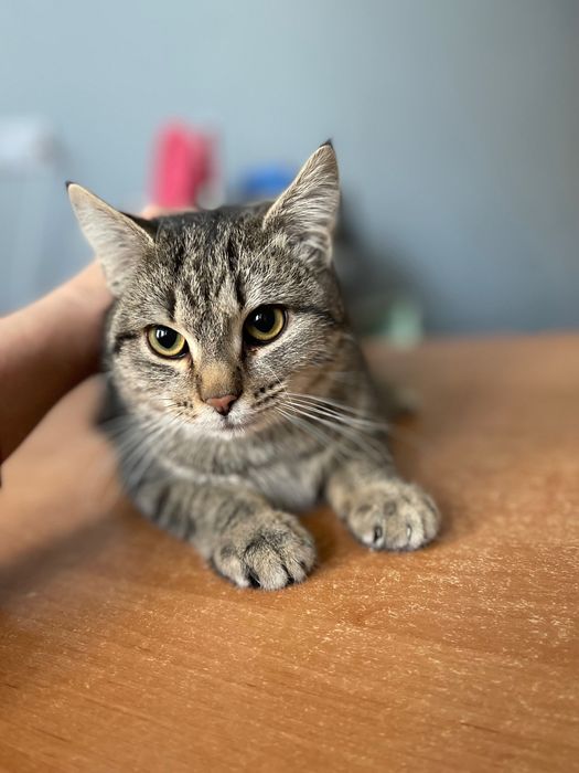 Котята котики отдам котенок мальчик