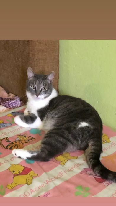 Отдам серо-белого кота, 2 года, кастрирован, привит