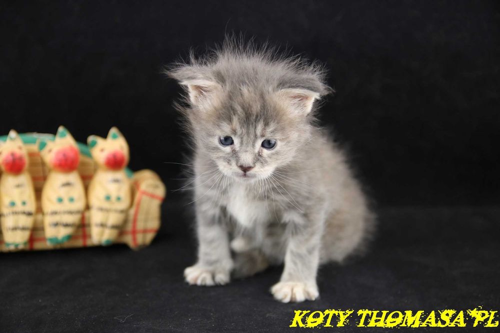 Kocurek Maine Coon Niebieski Klasycznie Pręgowany, Torro Koty Thomasa*