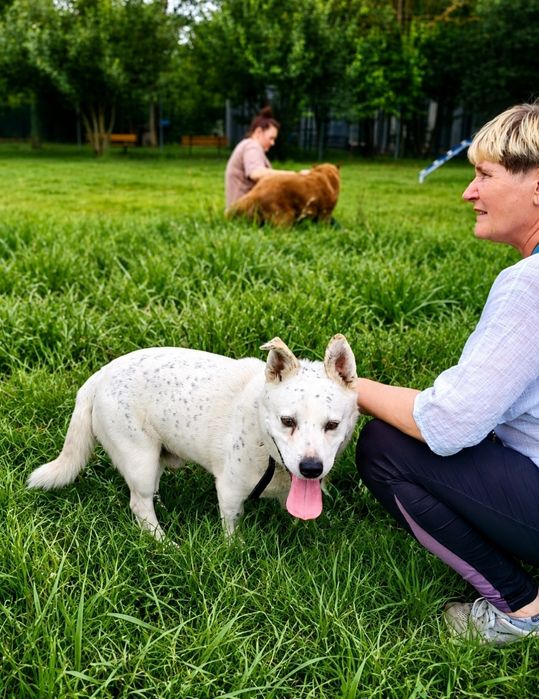 Niesłyszący Piegusek szuka domu