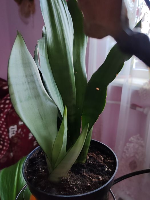 Сансеньвєрія.        .