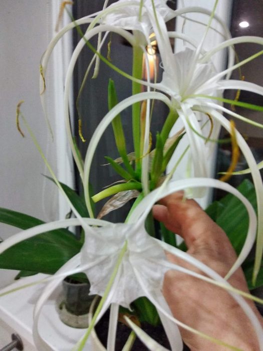 Продается цветок