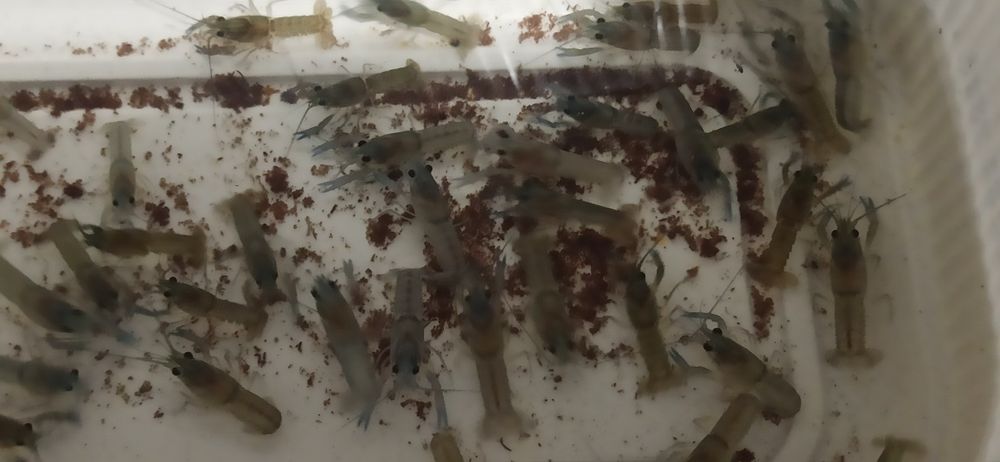 Раки австралійські