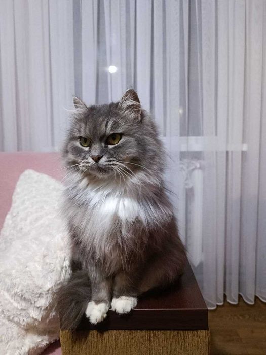 Загубилась кішка, Дніпро, район Леваневского, Аптекарська балка