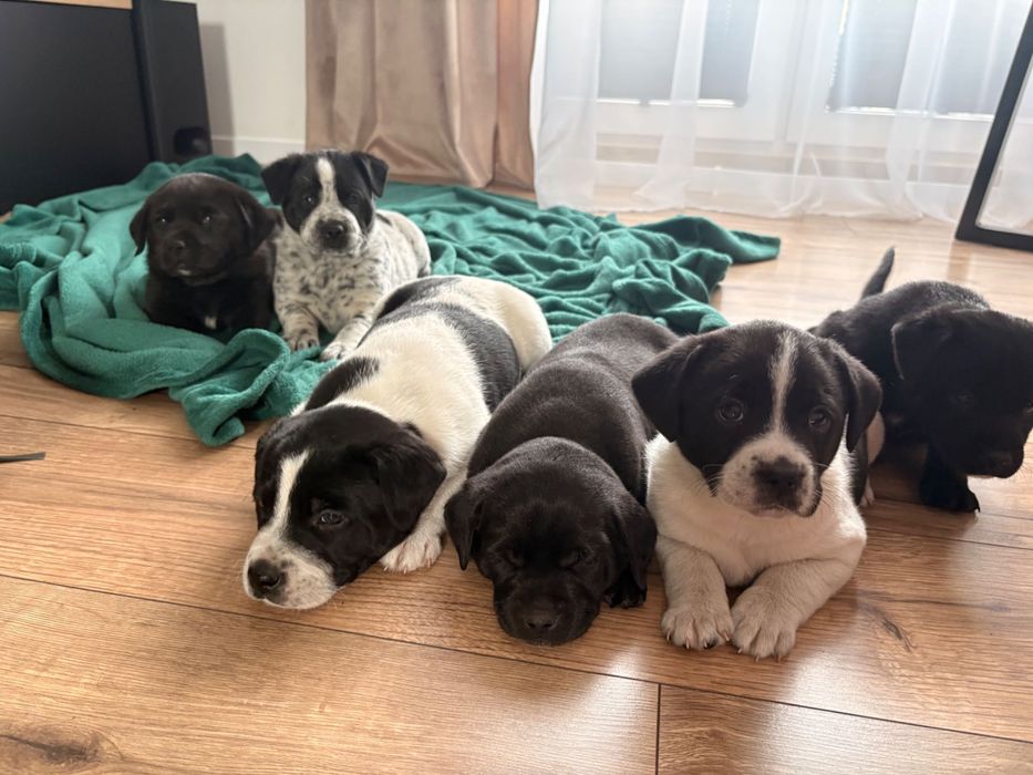 Rezerwacja wszystkich psiaków do weekendu- oddam cudowne szczeniaki