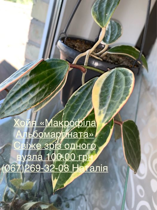 Хойя види. Хойя. Хойя