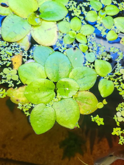 Planta flutuante Limnobium laevigatum