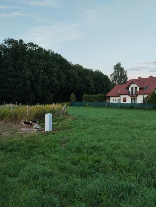 Zdjęcie 8