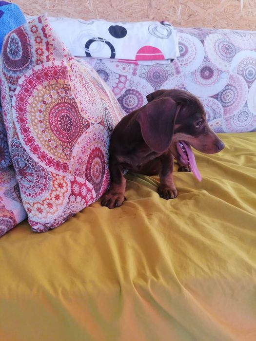 Lindíssima Menina Teckel