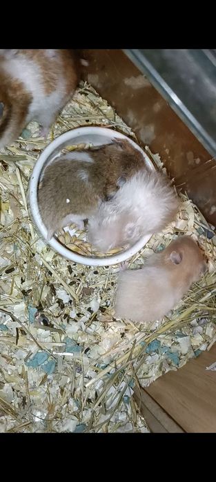 Мальчик и девочка малыши Хомяк