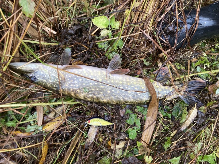 Pontoon21 Bet-a-Shad Bet-a-Shiner