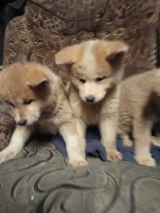 Sprzedam akita japońska(inu)