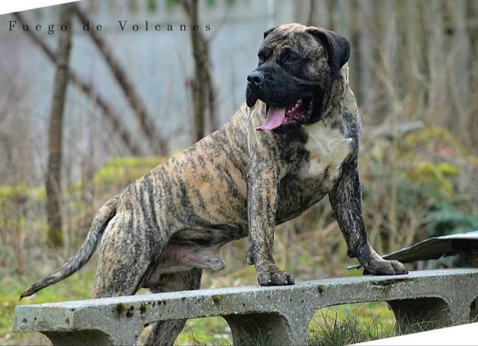 Presa/dogo canario/dog kanaryjski ZkwP FCI